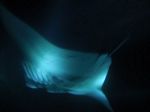 Snorkeling with 16' Manta Ray
